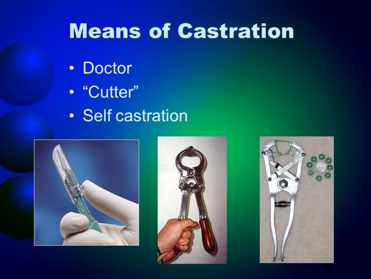 Chemical castration by femdom