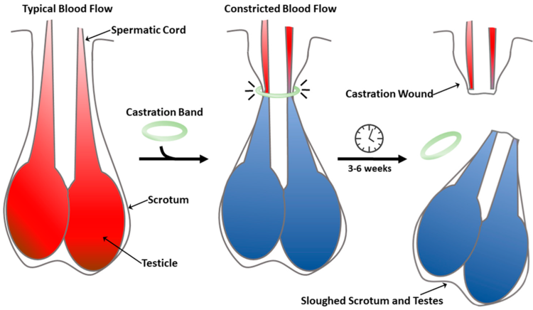 Voluntary castration
