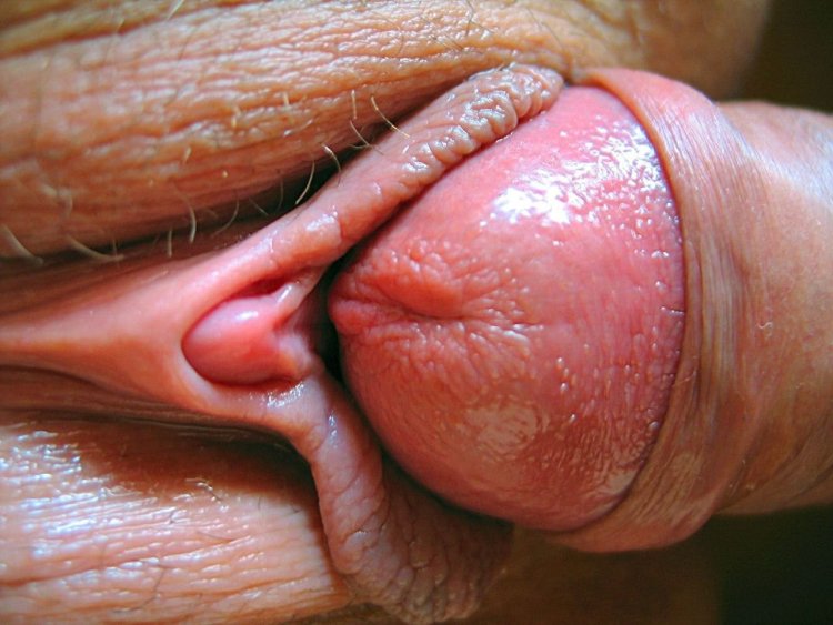 A penis head on the labia